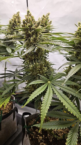 Growreport Bild 6