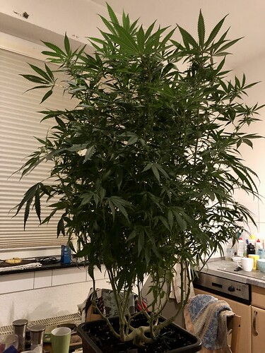 Growreport Bild 2