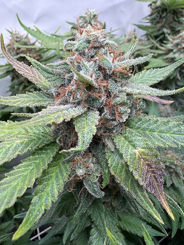 Growreport Bild 56