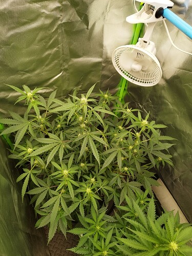 Mehrere junge Cannabispflanzen in einem Zelt, die Anzeichen von Blüte zeigen, mit einem Ventilator im oberen Bereich.