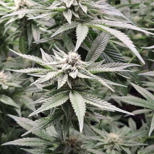 475485012_122166332516293599_1273594280845659360_n