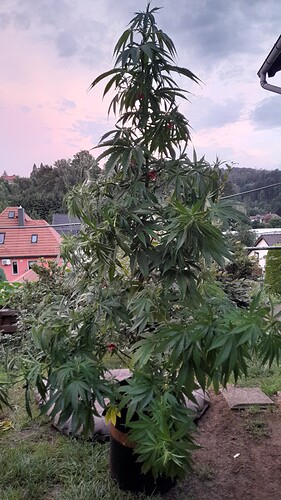 Growreport Bild 20