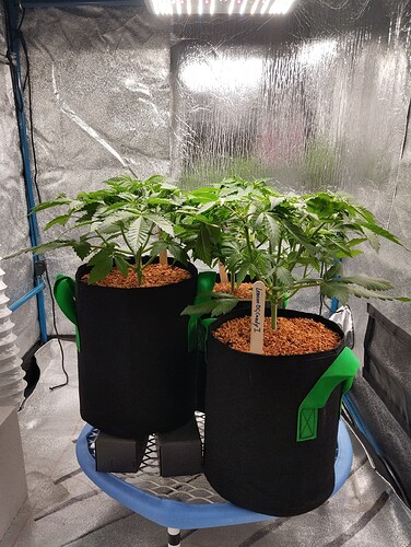 Growreport Bild 6