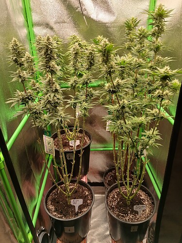 Growreport Bild 31