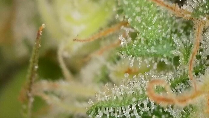 Growreport Bild 38