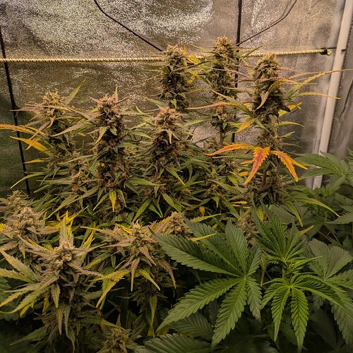 Growreport Bild 3