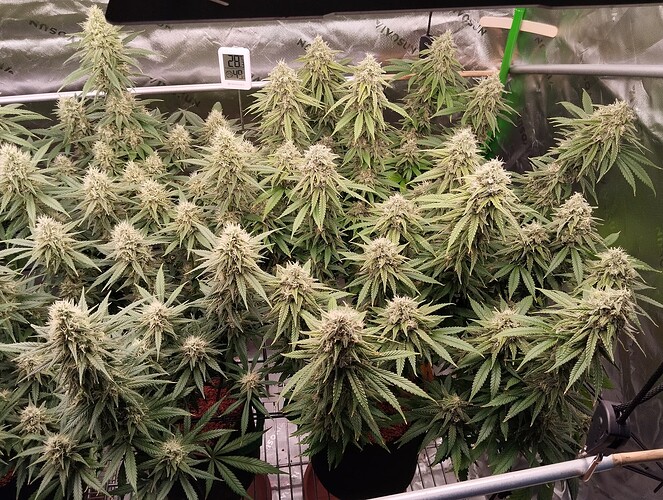 Growreport Bild 3