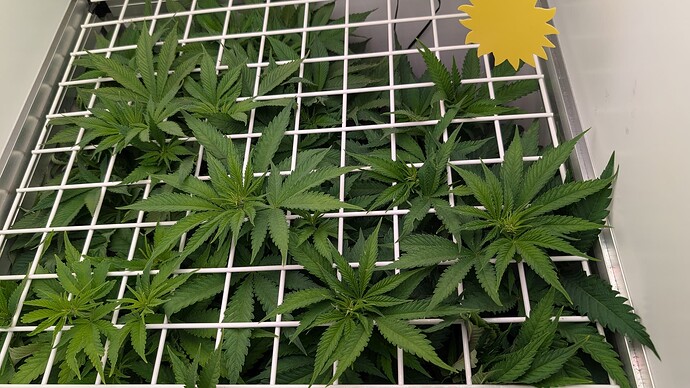 Growreport Bild 8
