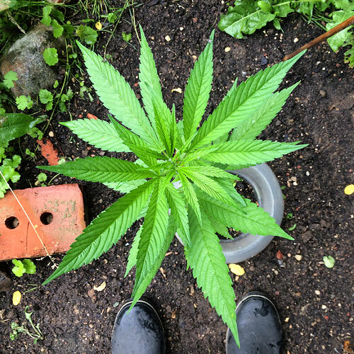 Grow26_0702_17