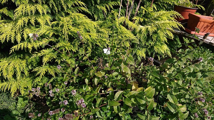 Growreport Bild 16