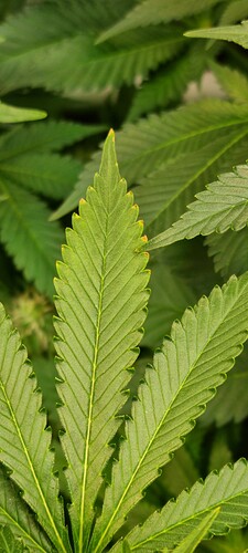 Growreport Bild 31