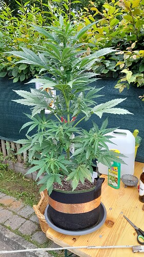 Growreport Bild 5