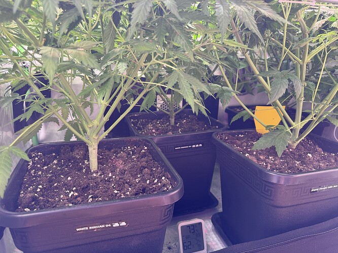 Growreport Bild 11