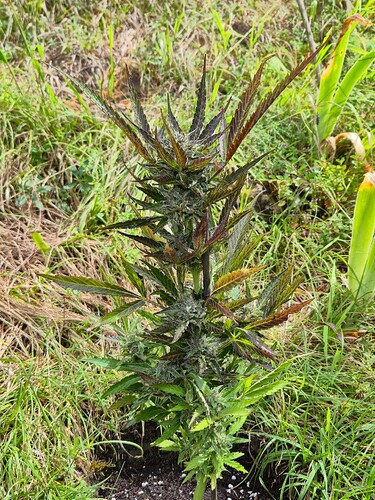 Growreport Bild 31