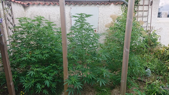 Growreport Bild 62
