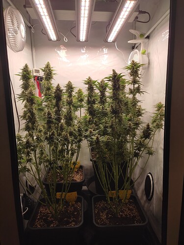 Growreport Bild 4