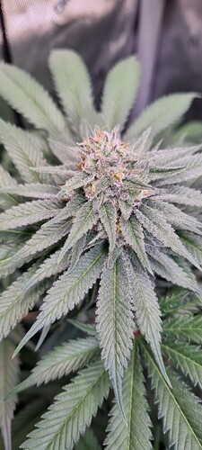 Growreport Bild 1