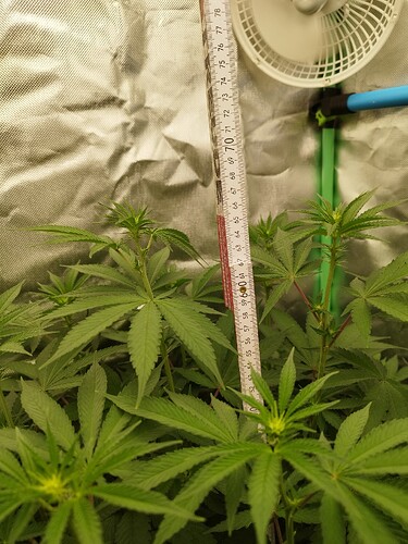 Growreport Bild 8