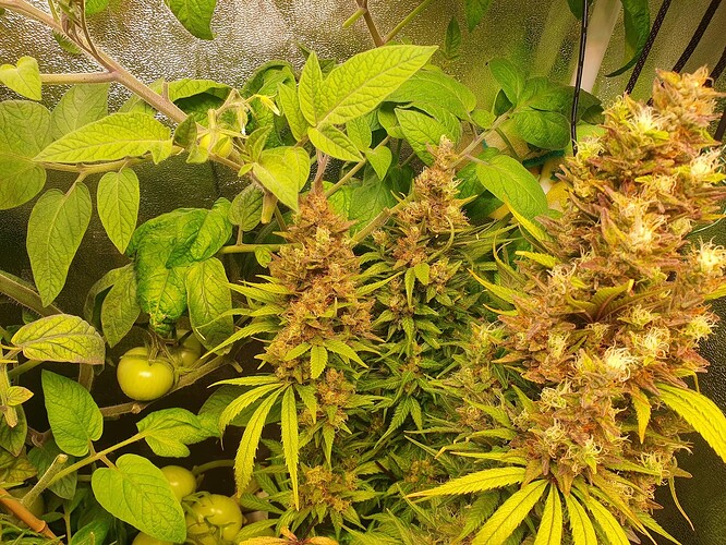 Growreport Bild 1