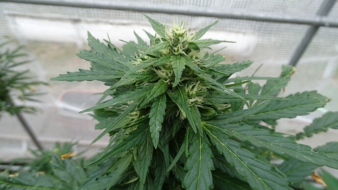 Growreport Bild 18