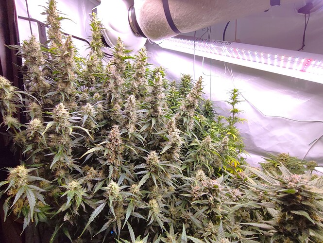Growreport Bild 72