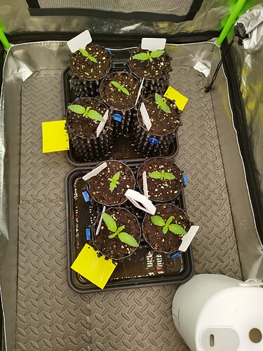 Sechs junge Cannabispflanzen in kleinen Töpfen, die in einer Growbox stehen. Die Pflanzen sind im Keimlingsstadium mit ihren ersten echten Blättern.