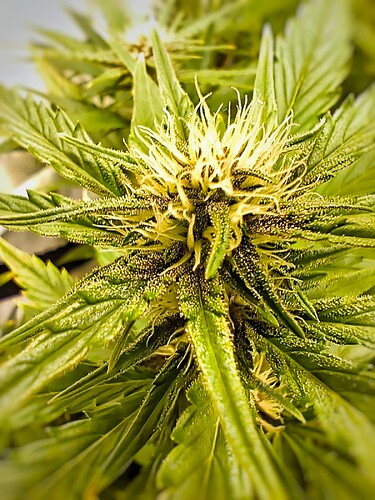 Growreport Bild 7