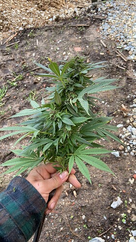 Growreport Bild 4