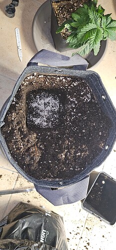 Growreport Bild 36