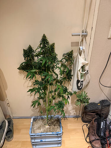 Growreport Bild 4