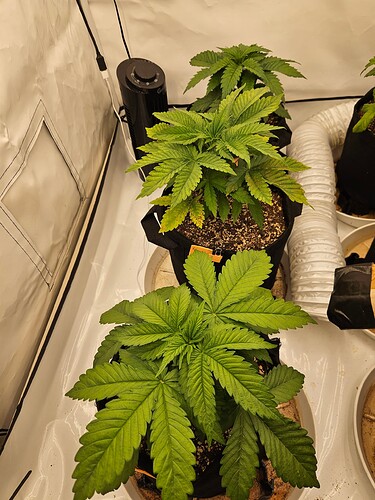 Growreport Bild 6
