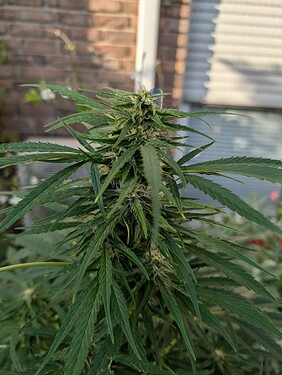 Growreport Bild 2