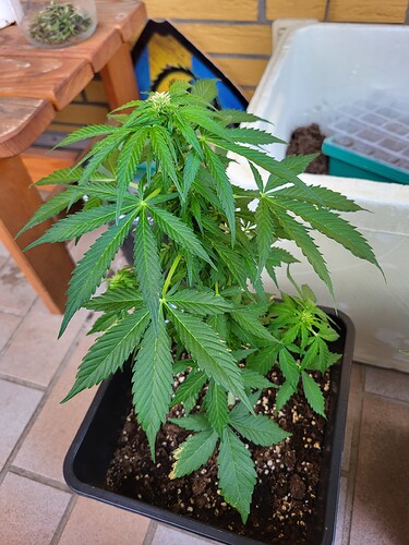 Growreport Bild 5