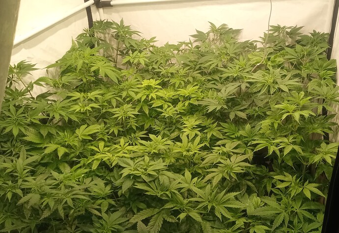 Growreport Bild 8
