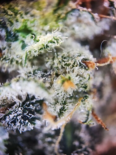 Growreport Bild 1