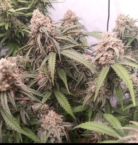 Growreport Bild 8
