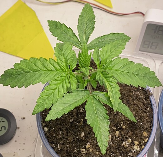 Growreport Bild 4