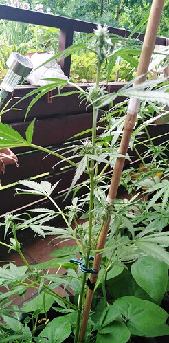 Growreport Bild 16