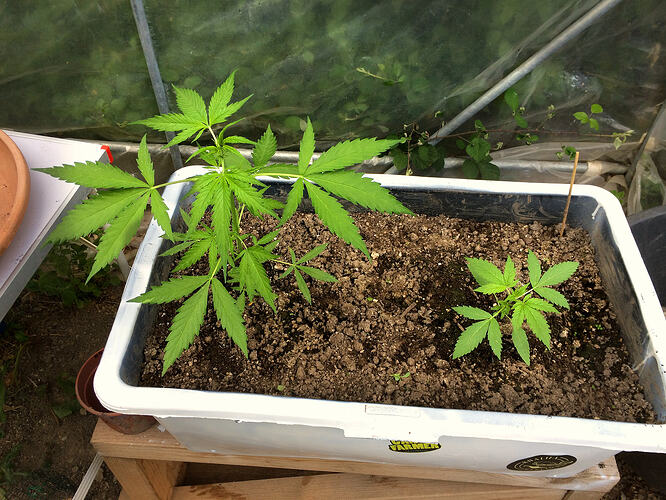 Grow26_0727_09
