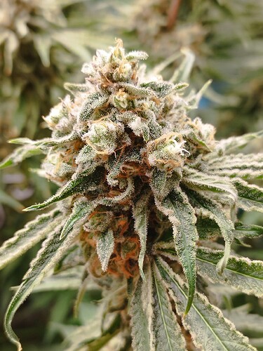 Nahaufnahme eines reifen Cannabis-Buds mit vielen Trichomen und orangefarbenen Stempeln.