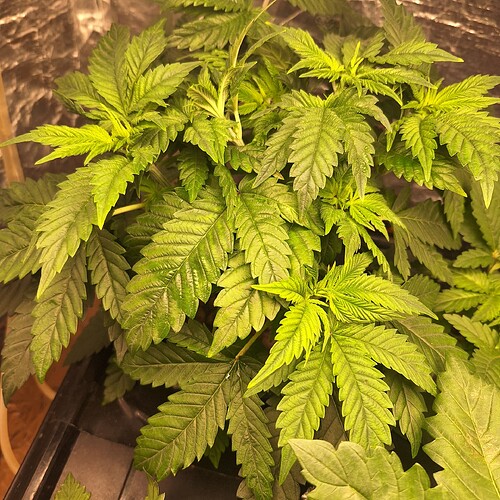 Eine junge Cannabispflanze in der Wachstumsphase mit vielen grünen Blättern, die von oben beleuchtet werden.
