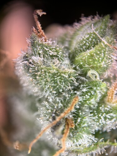 Growreport Bild 25