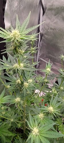 IMG_20250212_132140341_HDR