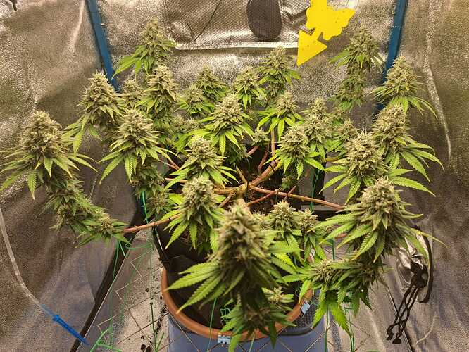 Growreport Bild 1