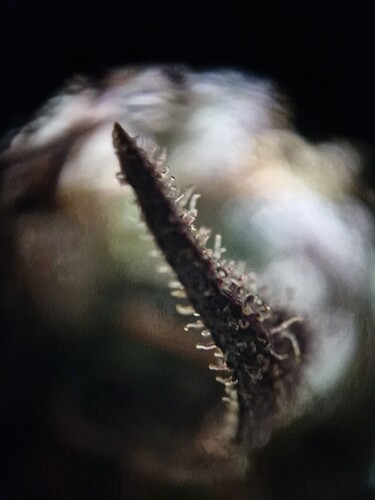 Growreport Bild 36