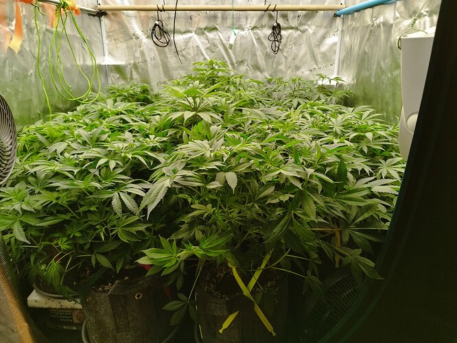 Growreport Bild 4