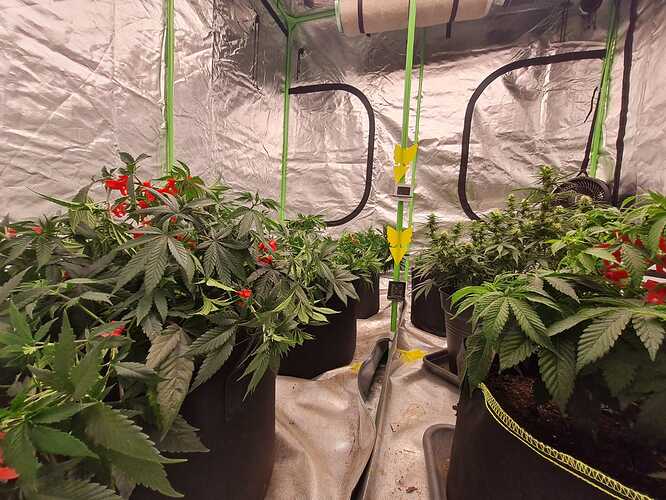 Growreport Bild 5