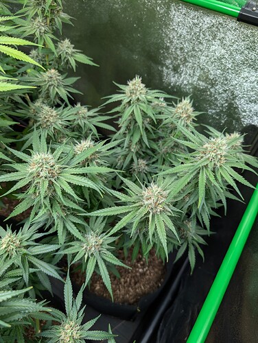 Growreport Bild 11