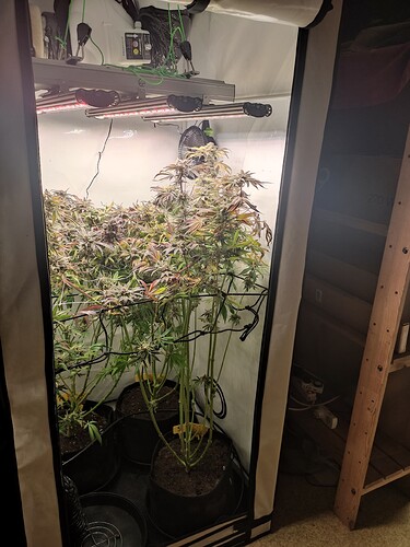 Growreport Bild 53