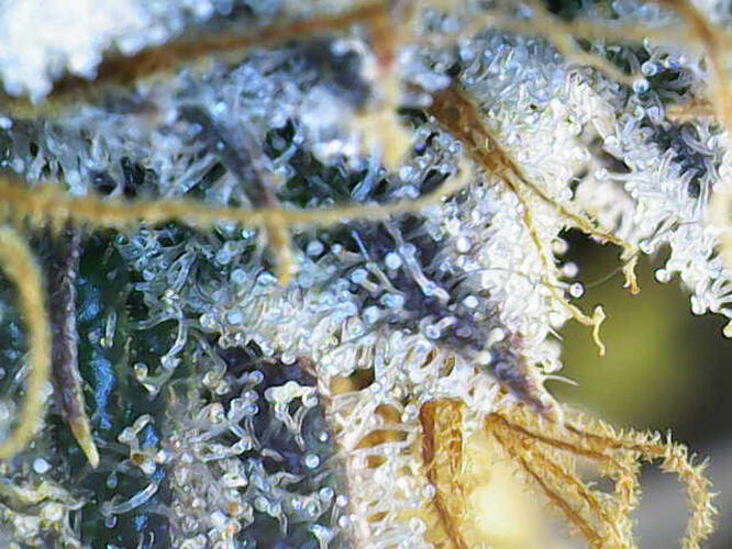 Growreport Bild 7